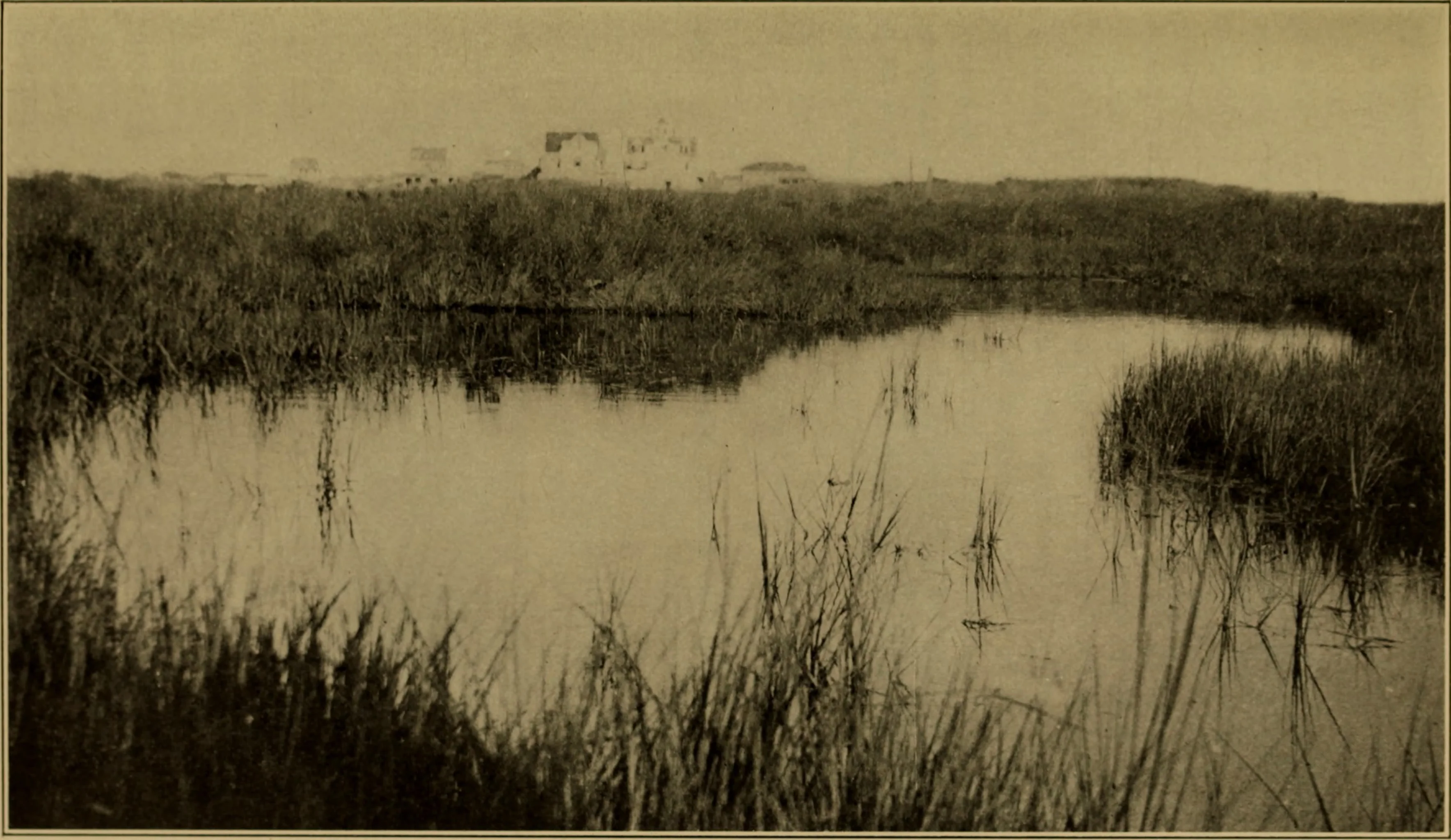 Marsh Marsh 1901