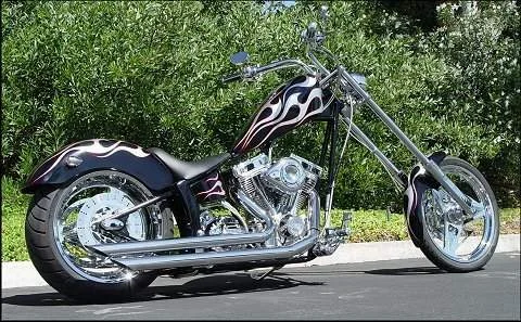 American Raptor 2009
