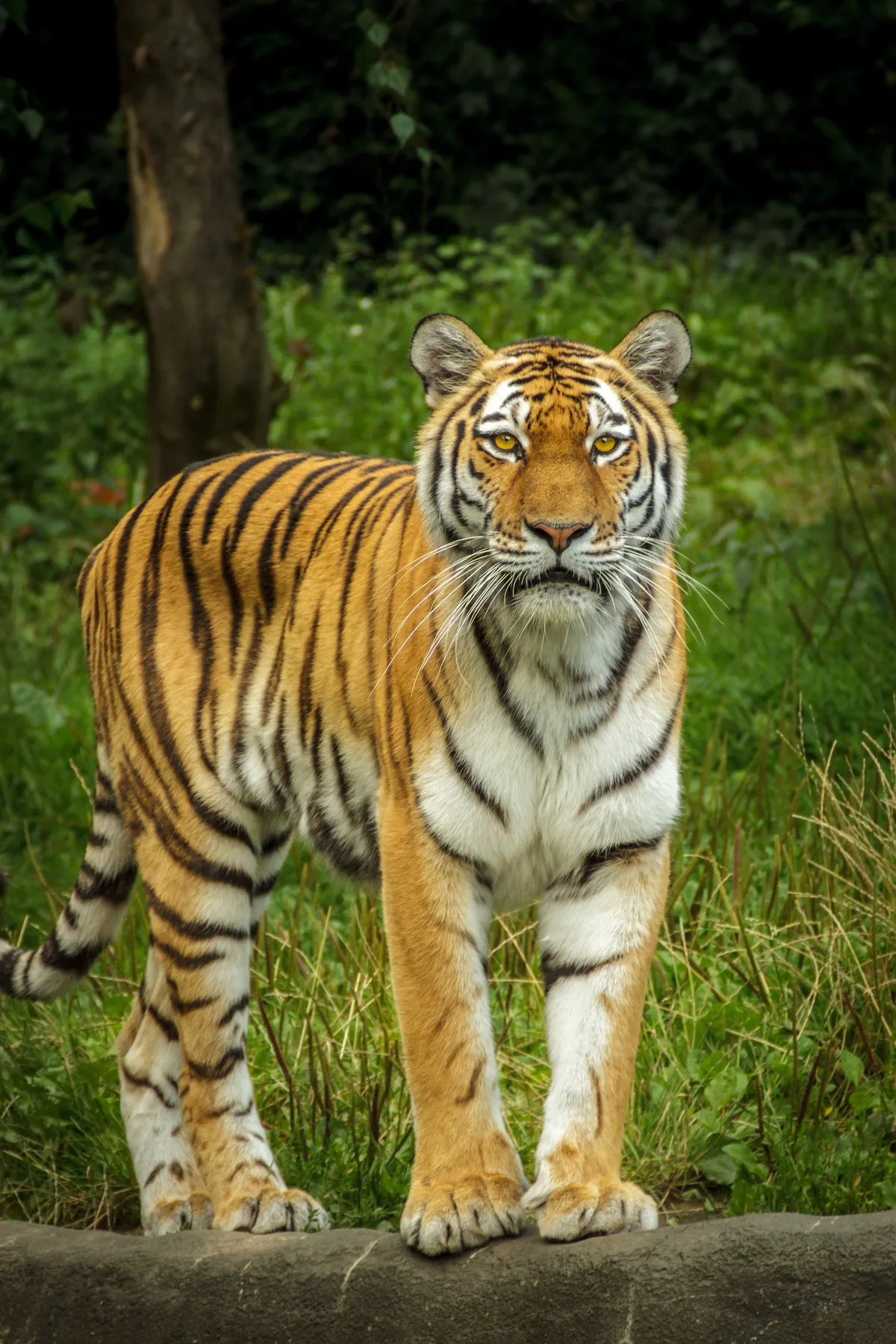 Tiger F 4 250 2014