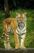 Tiger Kick Ass 125