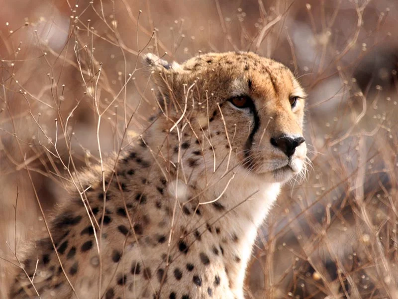 Cheetah Ecotec 2013