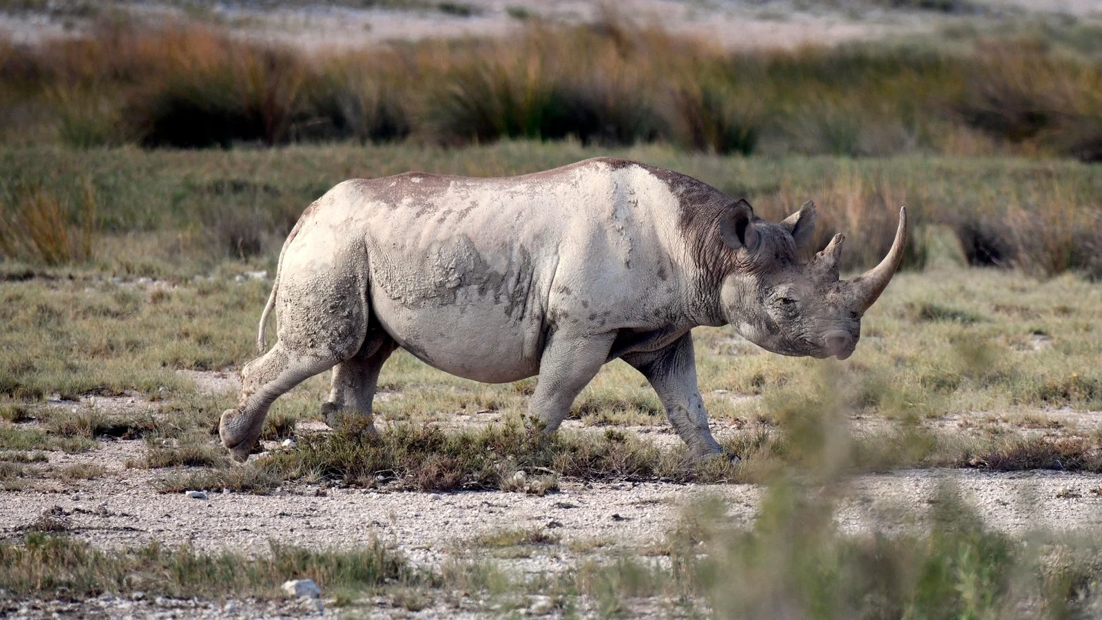 Rhino Hunter S SLD-004 2019